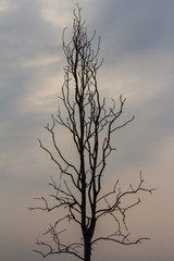 Fototapeta premium Silhouette bare trees.