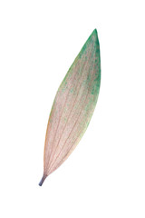 One dry eucalyptus leaf isolated on white