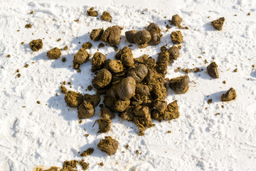 Pile of Fresh Horse Manure on Snow