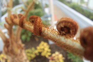 Shrivelled Leaf in Greenhouse Macro