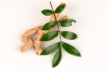 Tongkat Ali (Eurycoma longifolia jack) Medicinal herbs Thailand.