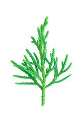 Pine leaves isolated on white