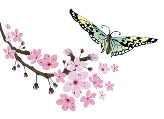 Cherry blossom and butterfly. Sakura flowers isolated on white background.