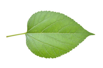 Fototapeta na wymiar Mulberry leaves isolated on white background
