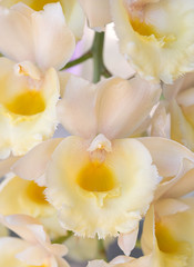 Obraz na płótnie Canvas closeup orchid flower