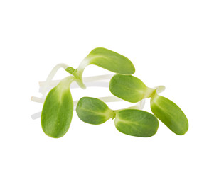 green young sunflower sprouts isolated on white background