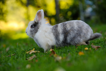 Cute Rabbit on Green Grass