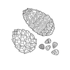 Zentangle the Baikal pinecones for adult anti stress Coloring Pa
