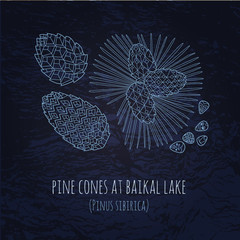 Baikal pinecones illustration in doodle style. Vector monochrome