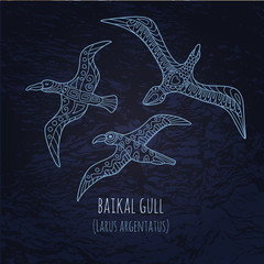 Baikal gull illustration in doodle style. Vector monochrome sket