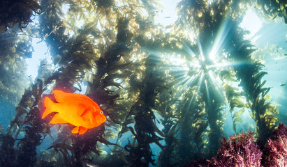 Garibaldi Fish at Catalina Island, USA - obrazy, fototapety, plakaty