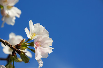 春の陽気と桜
