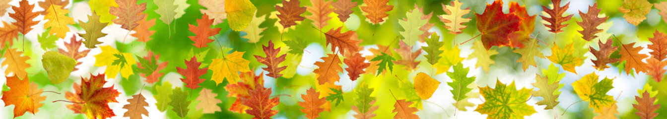 Naklejka na ściany i meble many autumn leaf
