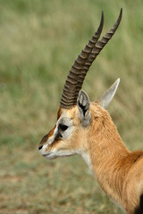 Thomson-gazelle, Maasai Mara Game Reserve, Kenya