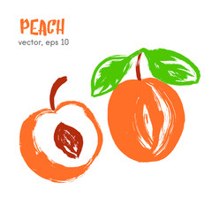 Sketched fruit illustration of peach. Hand drawn brush food ingr