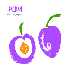 Sketched fruit illustration of plum. Hand drawn brush food ingre