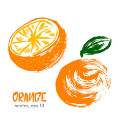 Sketched fruit illustration of orange. Hand drawn brush food ing