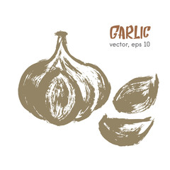 Sketched vegetable illustration of garlic. Hand drawn brush food