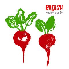 Sketched vegetable illustration of radish. Hand drawn brush food
