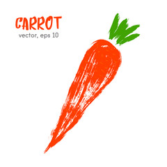 Sketched vegetable illustration of carrot. Hand drawn brush food