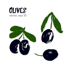 Sketched vegetable  illustration of olive. Hand drawn brush food