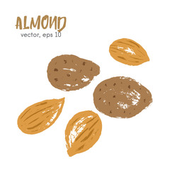 Sketched illustration of almond nut. Hand drawn brush food.