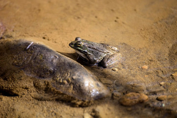 one green frog Pelophylax saharicus in the wild, Morocco.