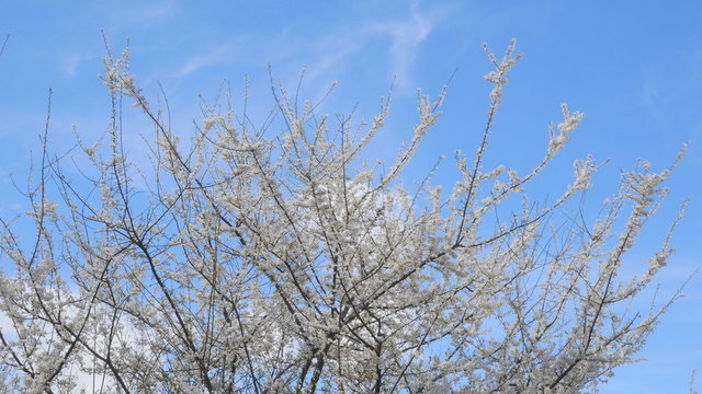 spring flowering branches