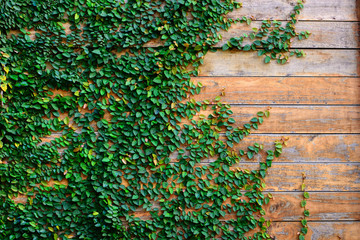 Wood wall covery by ivy plant