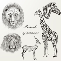 Vector set of hand drawn detailed African animals