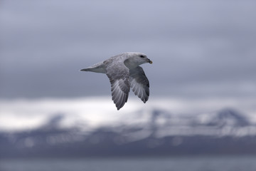 Arctic fulmar in flight, Svalbard, Arctic.