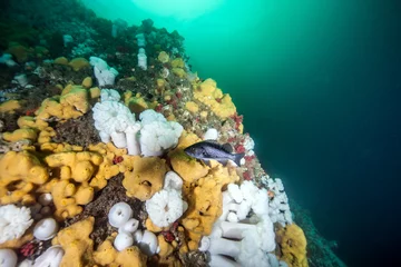 Printed kitchen splashbacks Diving Scuba diving in British Columbia