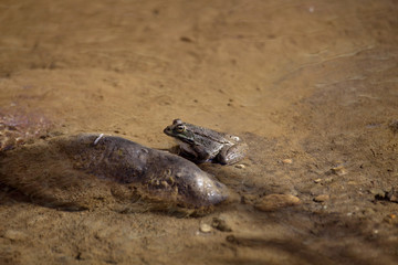 green frog Pelophylax saharicus in the wild, Morocco.