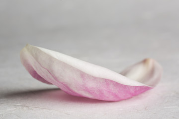 Obraz premium Kobus magnolia petal isolated on white background
