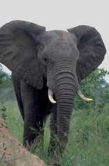 Fototapeta na wymiar Botswana: Da braut sich was zusammen - Elefanten-Kuh im Anmarsch