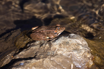 one green frog Pelophylax saharicus in the wild, Morocco.