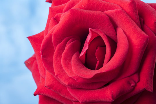 Macro image of a beautiful red rose, taken on a blue background. 