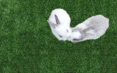 Cute Small Baby Easter Bunny (White and Gray Rabbit) Kissing in Heart like Shape on Grass in The...