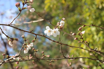 桜の花