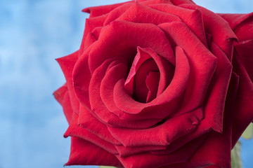 Macro image of a beautiful red rose, taken on a blue background.