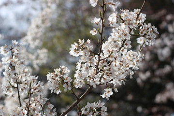 桜の花