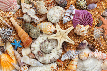 Sea shell background