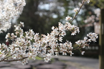 桜の花