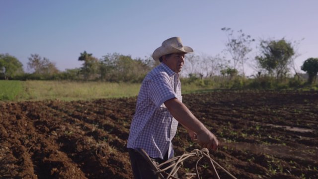 Farming and cultivations in Latin America. Steadicam shot of middle aged hispanic farmer manually ploughing the soil with ox. The man holds the plow and whips the animals