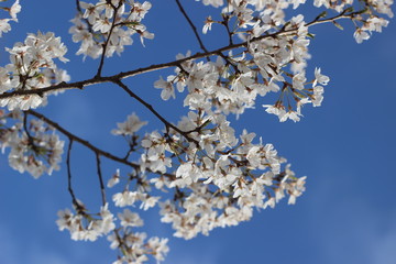 桜の花