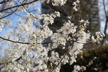 Obraz premium 桜の花