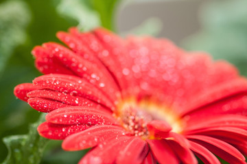 wet red gerbera flower closeup
