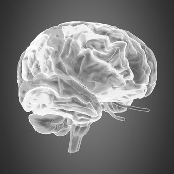 human body brain