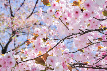 Spring cherry blossom blur background