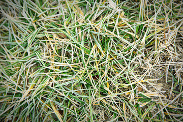 Frozen grass, close up. Natural background